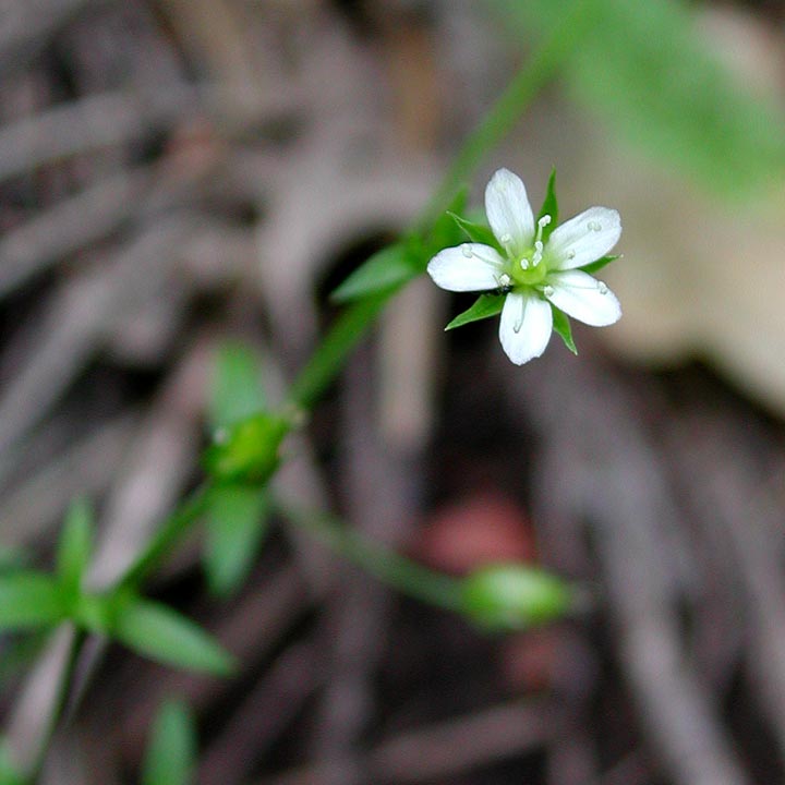 Arenaria lanuginosa subsp. lanuginosa image