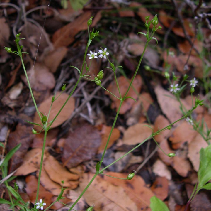 Arenaria lanuginosa subsp. lanuginosa image