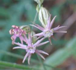 Silene scouleri image