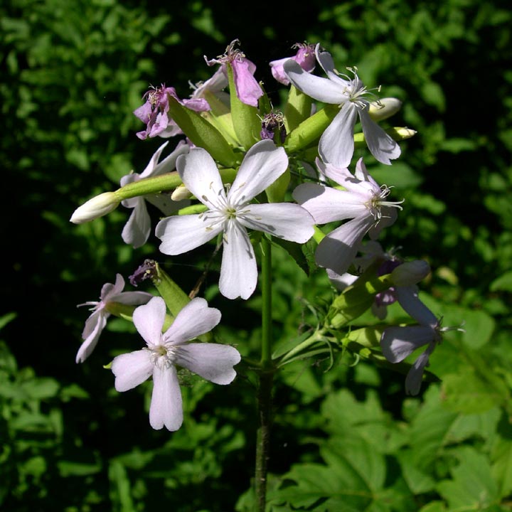 Saponaria officinalis image