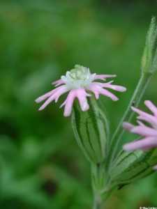 Silene scouleri image