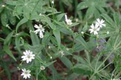 Pseudostellaria jamesiana image