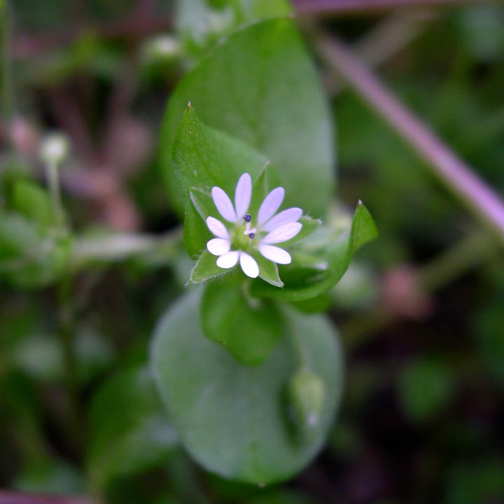 Stellaria media image