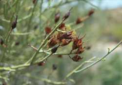 Canotia holacantha image