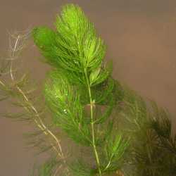 Image of Ceratophyllum demersum