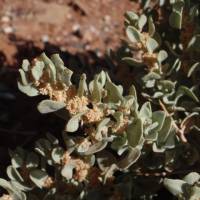 Atriplex confertifolia image