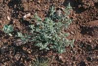 Image of Chenopodium salinum