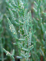 Image of Salicornia subterminalis