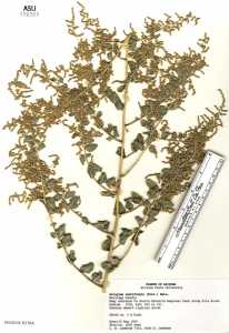 Atriplex lentiformis image