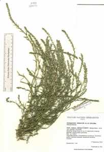Image of Corispermum nitidum