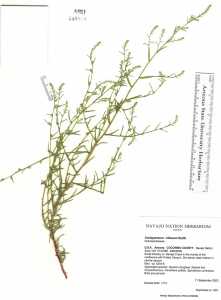 Image of Corispermum villosum