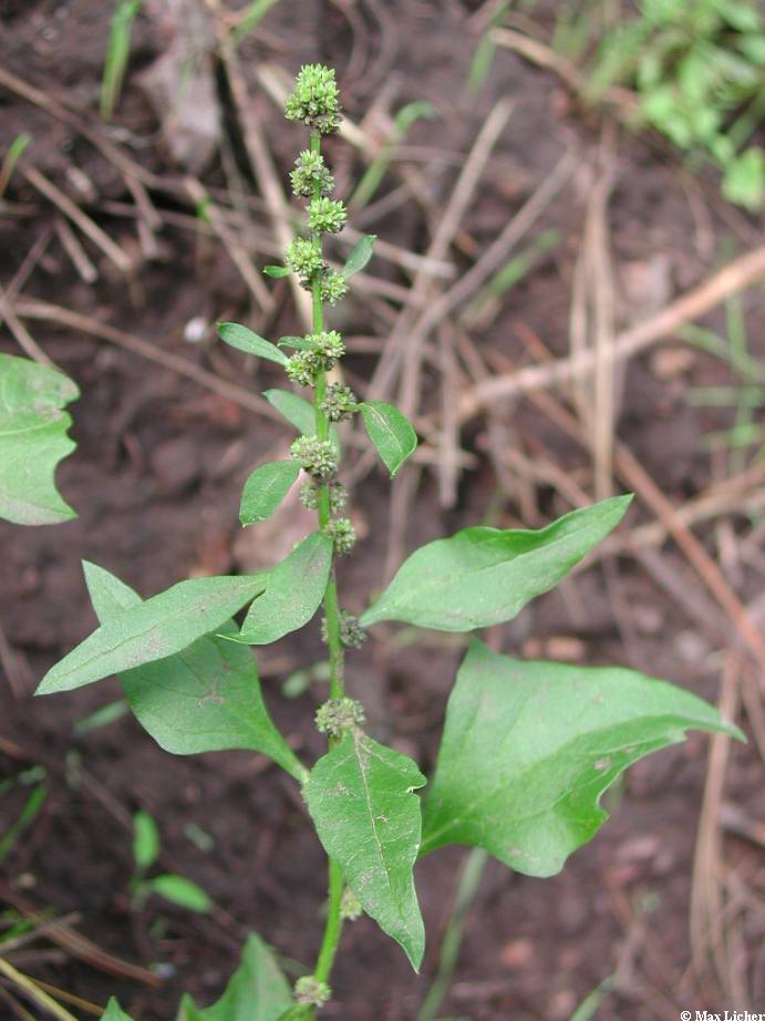 Blitum capitatum image