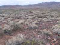 Atriplex polycarpa image