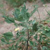 Image of Chenopodium berlandieri