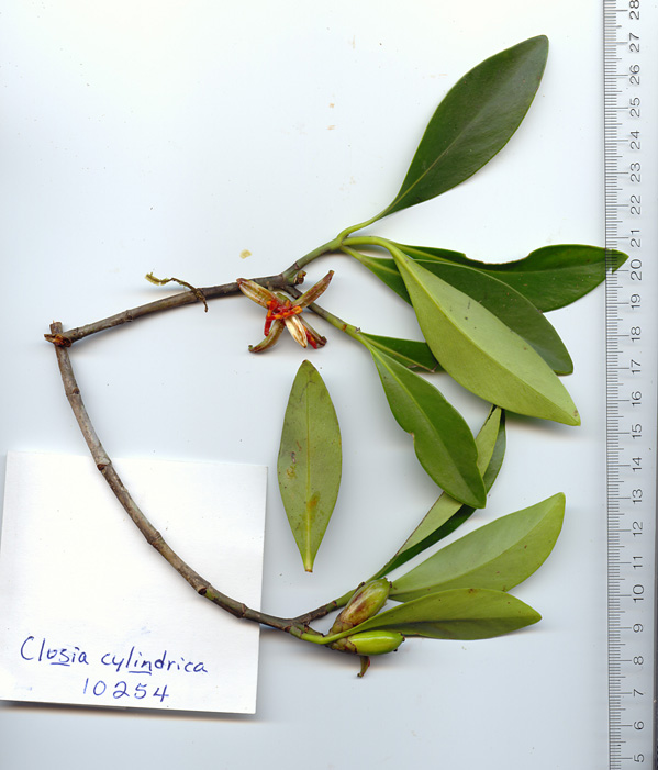 Clusia cylindrica image