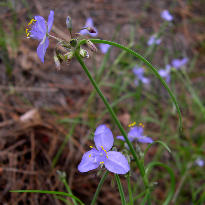 Tradescantia pinetorum image