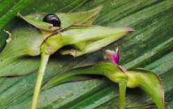 Tradescantia zanonia image