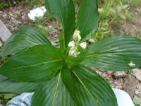 Tinantia macrophylla image