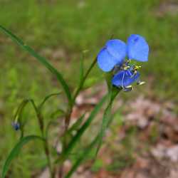 Commelina dianthifolia image