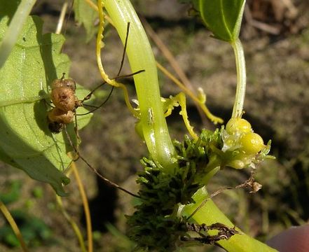 Cuscuta cephalanthi image