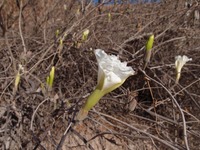 Ipomoea seaania image