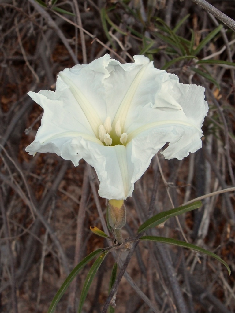 Convolvulaceae image