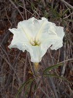 Ipomoea seaania image