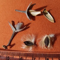 Ipomoea seaania image