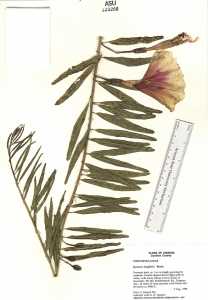 Ipomoea longifolia image