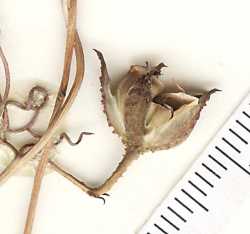 Ipomoea plummerae image