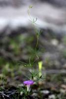 Ipomoea plummerae var. plummerae image