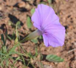 Image of Ipomoea leptotoma