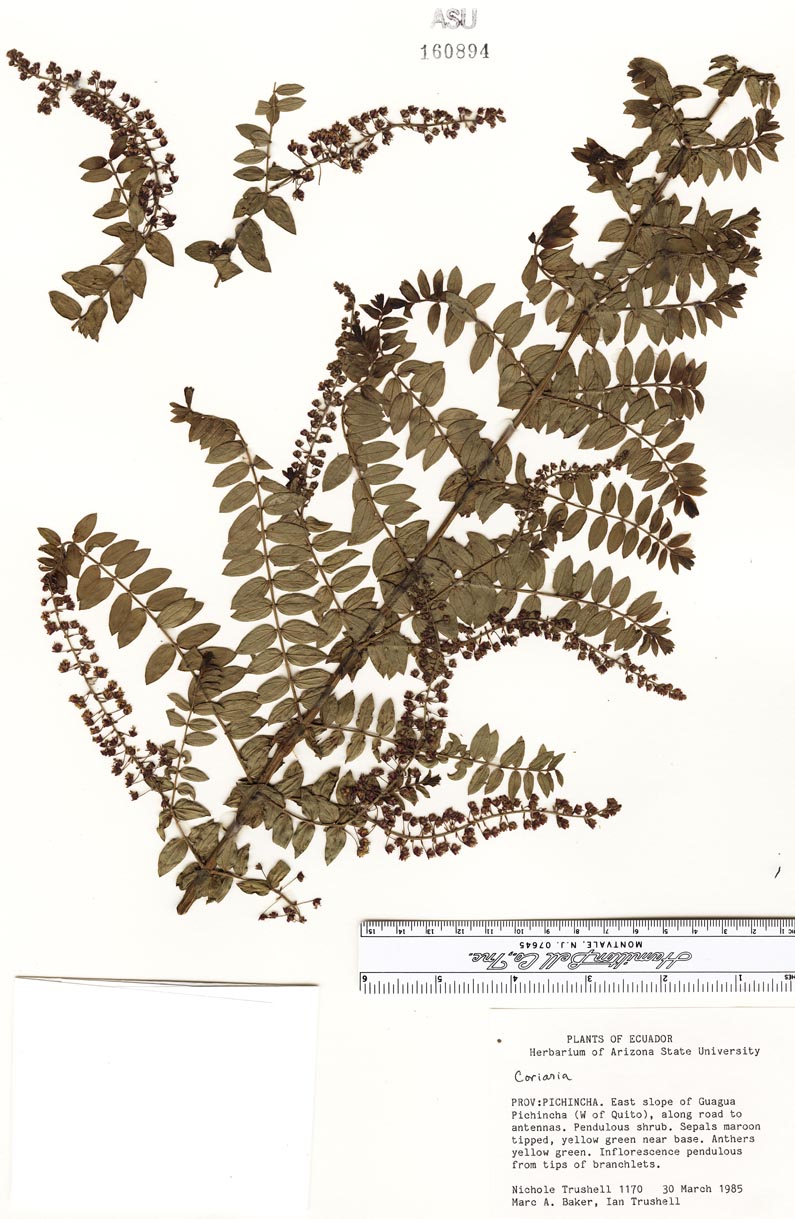 Coriariaceae image