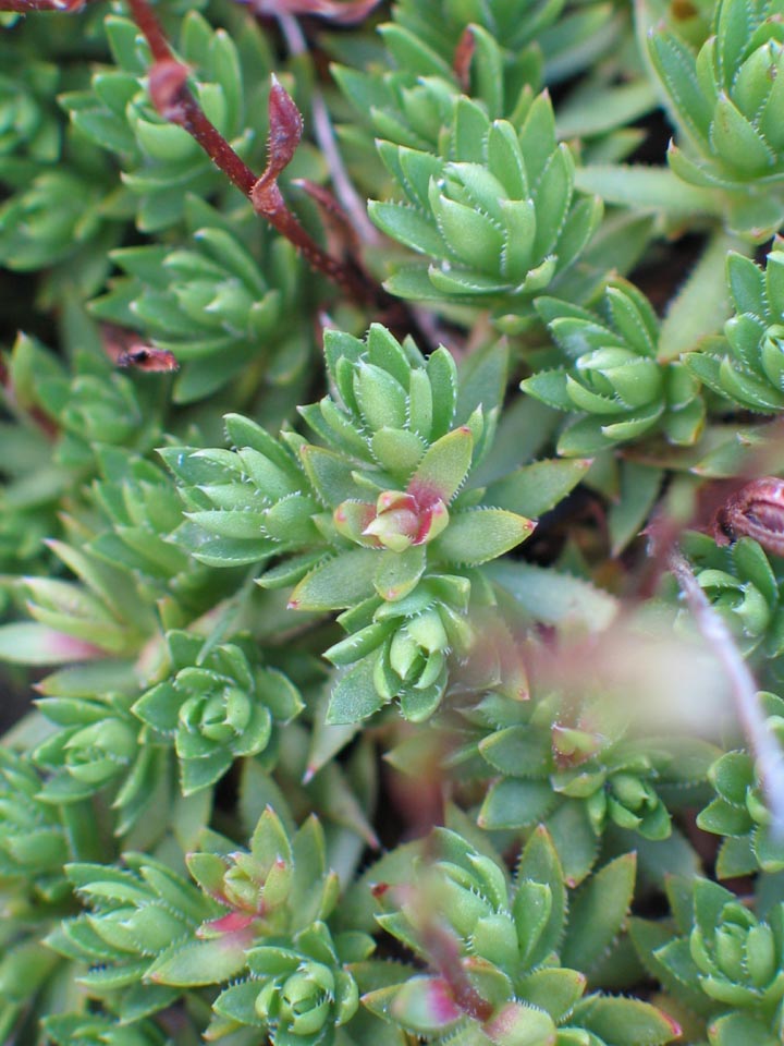 Crassulaceae image
