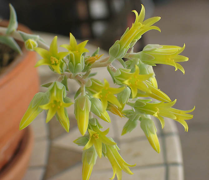 Dudleya saxosa subsp. collomiae image