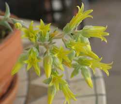 Image of Dudleya collomiae