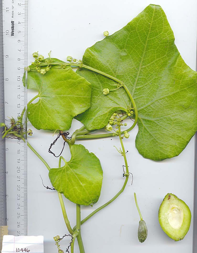Cucurbitaceae image