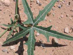 Cucurbita digitata image