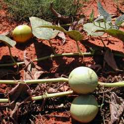 Cucurbita foetidissima image