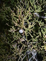 Image of Juniperus californica