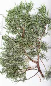 Juniperus deppeana image