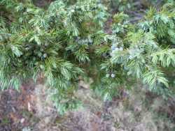 Juniperus communis image