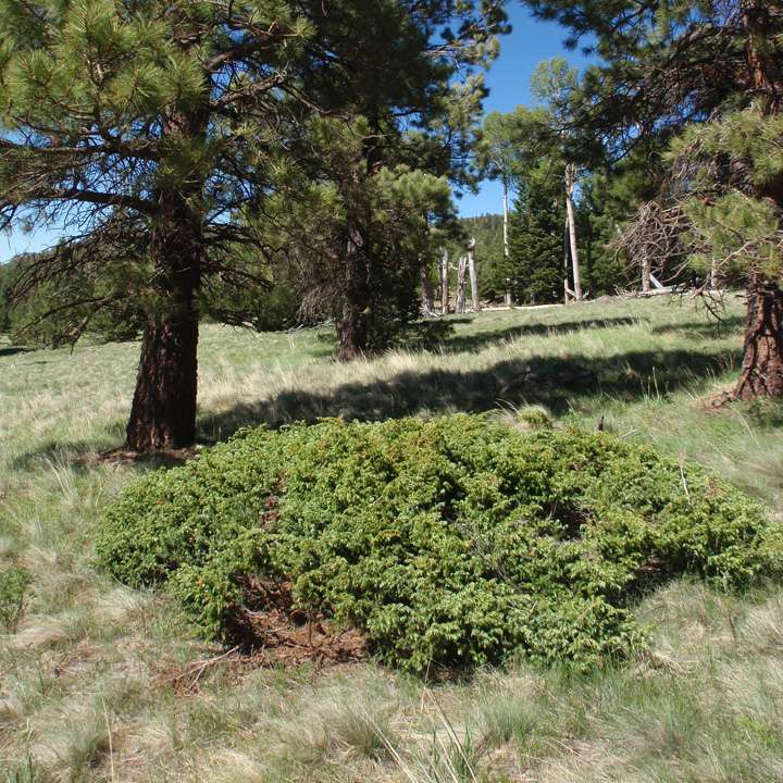 Juniperus communis var. depressa image