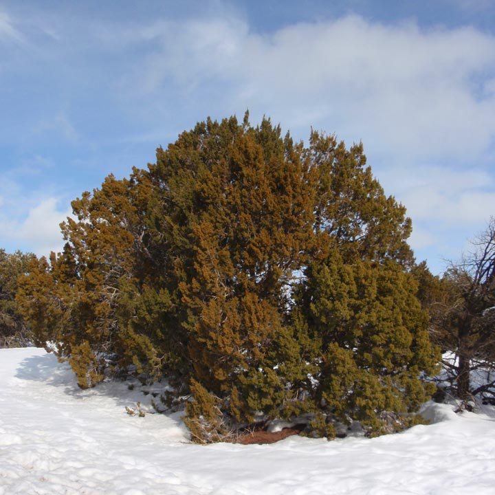 Juniperus monosperma image