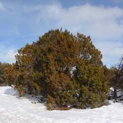 Image of Juniperus monosperma
