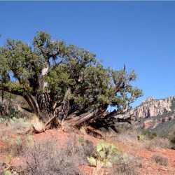 Image of Juniperus arizonica