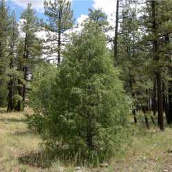 Image of Juniperus scopulorum