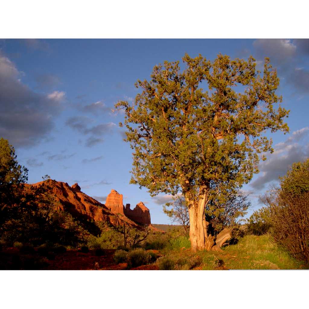 Cupressaceae image