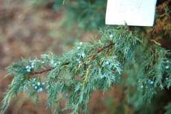 Juniperus scopulorum image