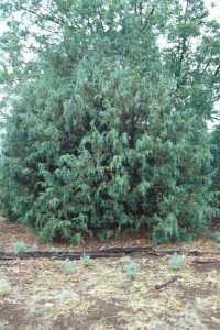 Juniperus scopulorum image